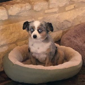 Meet your Posher, Dina